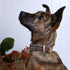 Brindle dog wearing the Outback Tails Fire Country Dreaming collar