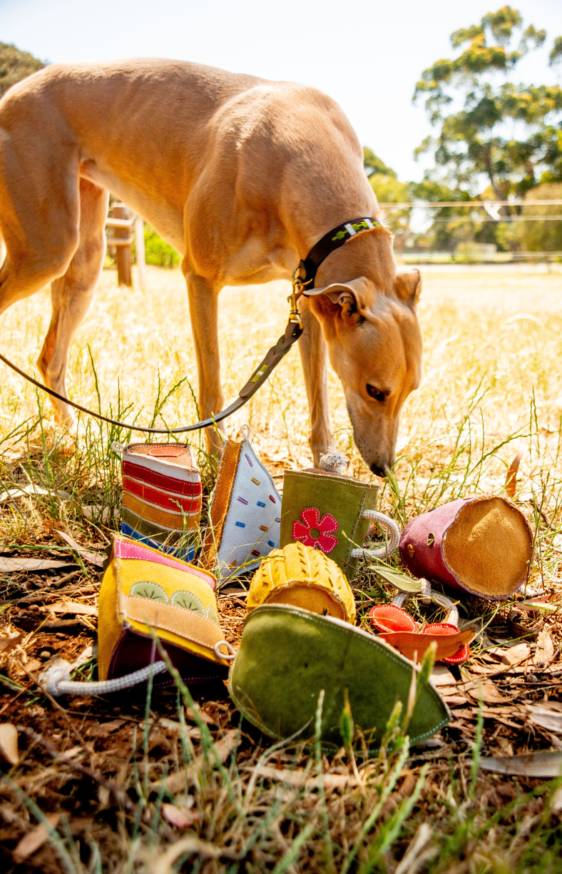 Dog with Georgie Paws natural toys and leather collar