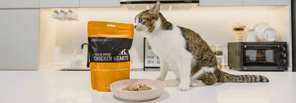 Cat with Freeze Dry Australia chicken hearts treats